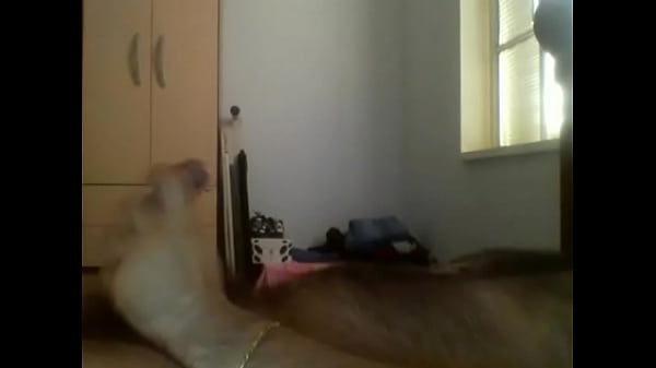 punheta do amigo peludo