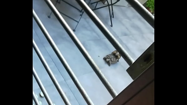 Tortugos sexys teniendo sexo hardcore anal rico